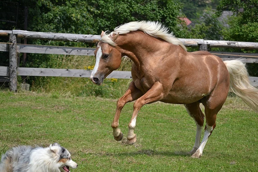 Připouštění hřebcem Classic Western Art